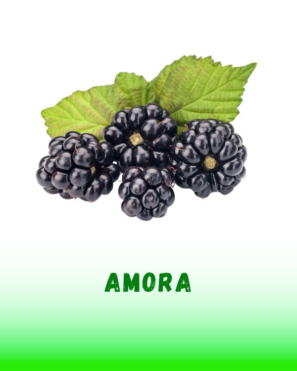 AMORA
