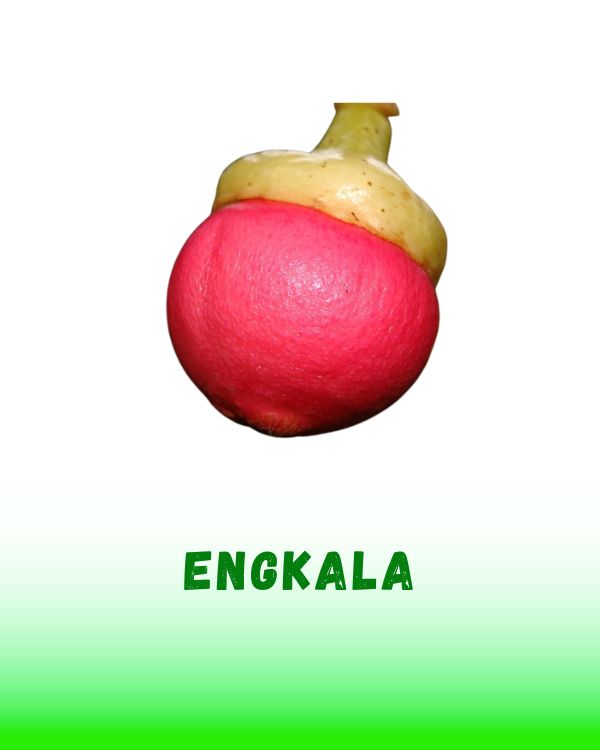 ENGKALA