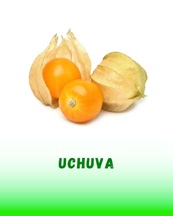 UCHUVA